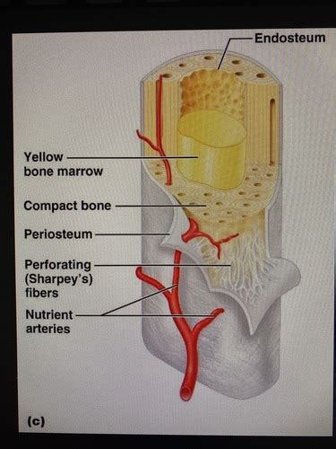 Bone Tissue Flashcards Quizlet