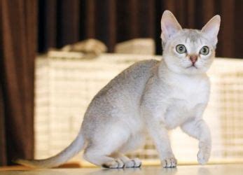 Самая маленькая кошка в мире