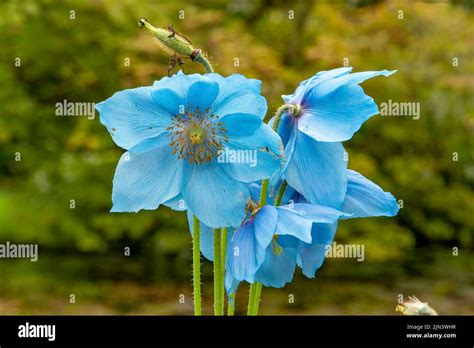 Meconopsis betonicifolia, Himalayan Blue Poppy Stock Photo - Alamy