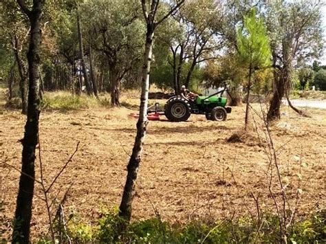 Oliveira Corte De Árvores E Limpeza De Terrenos