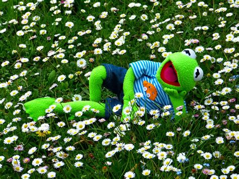 500 Free Kermit And Frog Images Pixabay