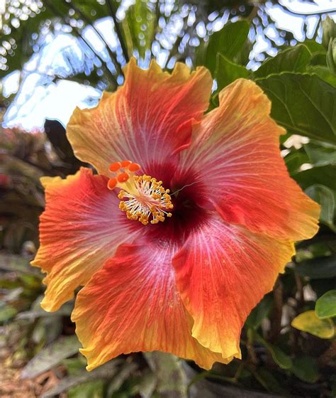 Tropical Hibiscus Hibiscus Rosa Sinensis Fiesta In The Tropical