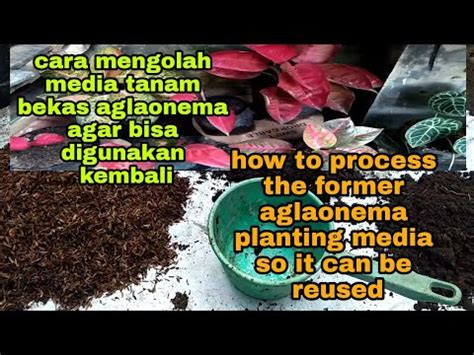 Cara Mengolah Media Tanam Bekas Aglaonema Agar Bisa Digunakan Kembali