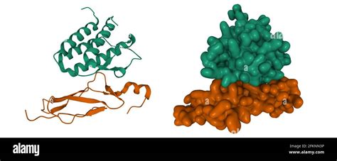 Structure Of Human Interleukin 15 Green In Complex With Its Alpha