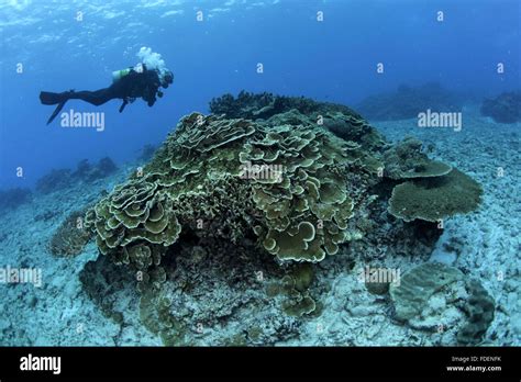 Volcano Island Coral Stock Photo Alamy