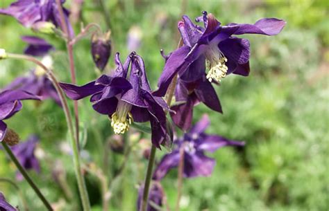 Aquilegia Alpina Alpen Akelei › Pflanzenreich