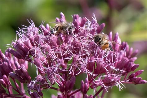 Purple Joe Pye Weed Eutrochium Purpureum Flowers With Honeybees Stock