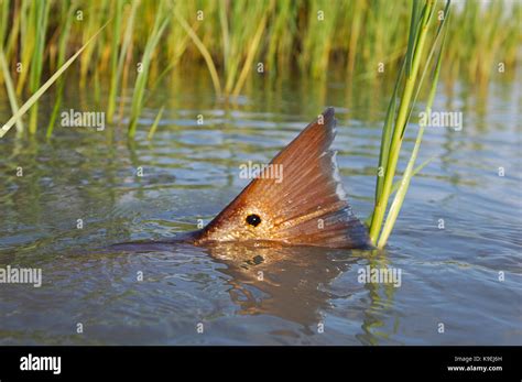 Red Drum Tail — Jay Fleming 55 Off