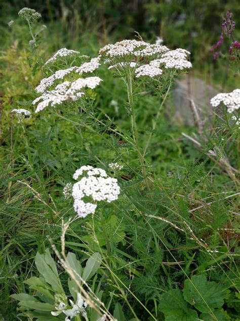 Identification What S This White Flower Gardening Landscaping