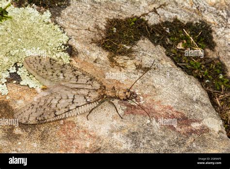 Eastern Dobsonfly Corydalus Cornutus Stock Photo Alamy