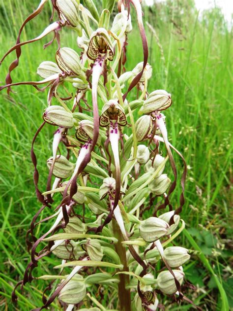 Orchis Bouc Himantoglossum Hircinum Chemins De L Eau