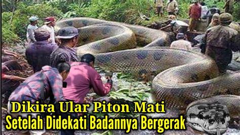 Kaget Dikira Ular Piton Mati Setelah Didekati Tiba Bergerak Youtube