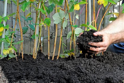 Le timing parfait quand épandre du fumier dans le jardin potager Le