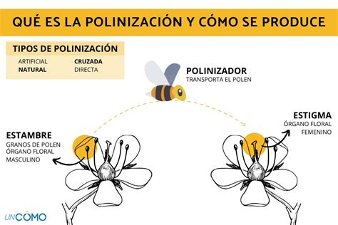 Qué Es La Polinización Y Cómo Se Produce Descubre Sus Tipos Y En Qué