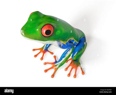 Illustration Of A Tropical Frog Stock Photo Alamy