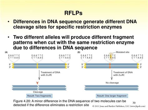 Ppt Chapter Gene Linkage And Genetic Mapping Powerpoint