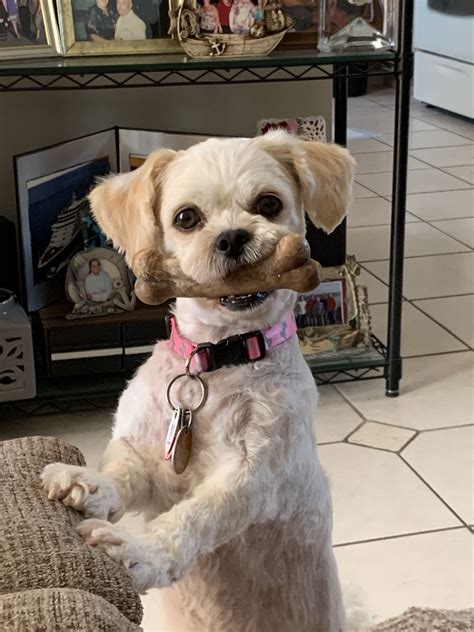 Peekapoo Dog Breed The Cutest Peekapoo Photos