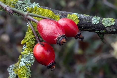 Herbst Früchte Hagebutte Kostenloses Foto auf Pixabay Pixabay