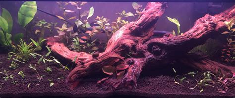 Setting Up A Planted Sorority Where To Find Natural Looking Hides And