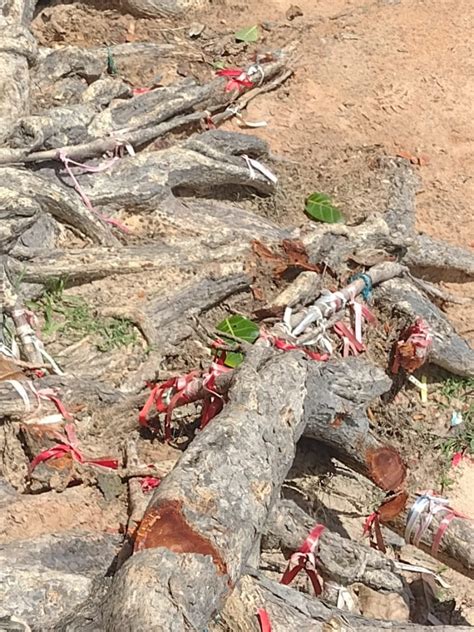 Crime ambiental Árvore do Amor em Maxaranguape tem raízes cortadas