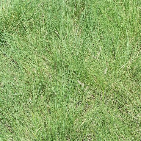 Blue Grama Native And Prairie Grass For Drought Tolerance And Xeriscape Landcaping 25 Lbs