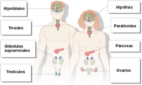 Ciencias Naturales El Sistema Endocrino Humano