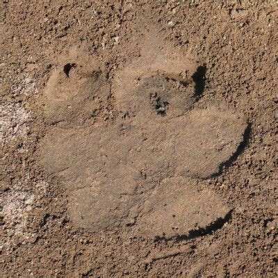 HD Animals: hippo footprint