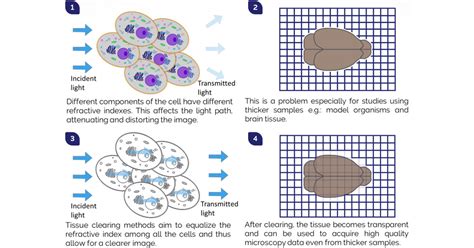 Tissue Clearing Methods And Applications For Fluorescence Imaging