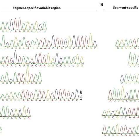 5 And 3 Race Sequence Results Of The Non Coding Regions From The Download Scientific Diagram