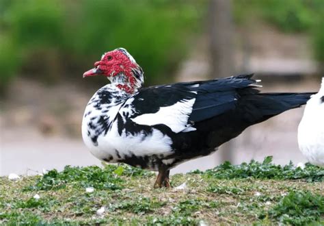 Different Types Of Ducks With Pictures Savvy Farm Life