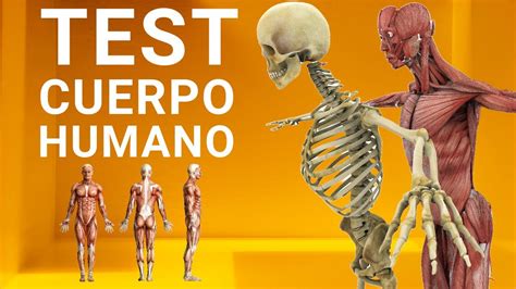 Cuánto sabes del CUERPO HUMANO TEST Preguntas de ANATOMIA