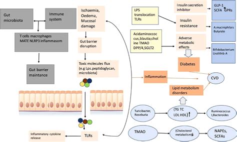 Frontiers The Gut Microbiota Microbiome In Cardiovascular Disease