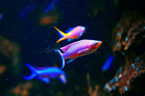 Pink aquarium fish stock photo. Image of australia, ocean - 226030014