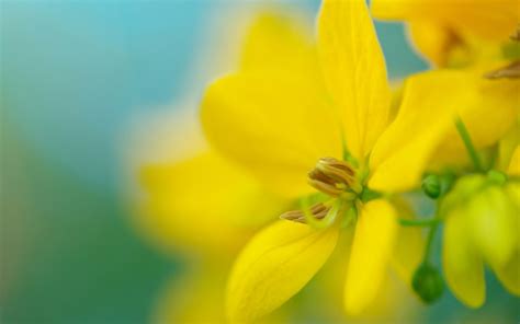 Fragility Inflorescence Plants 1080P Growth Close Up Plant