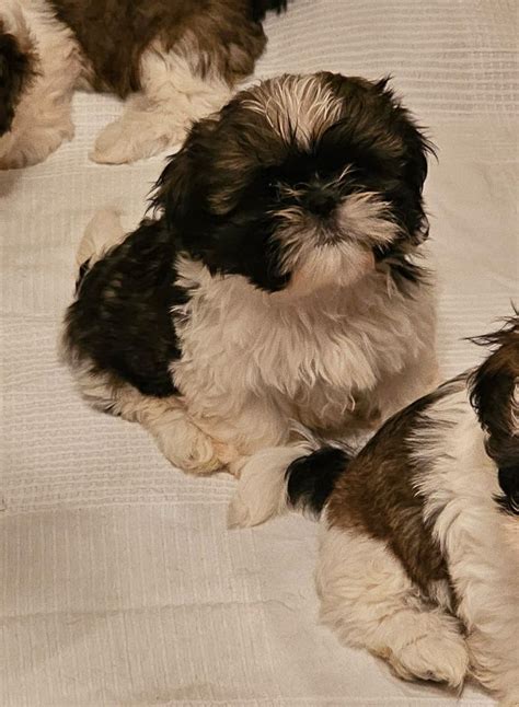 Shih Tzu Szczeniaki Marwice Olx Pl