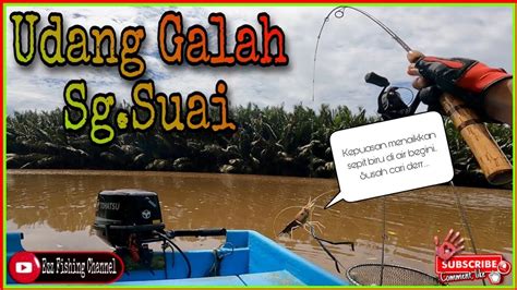 Udang Galah Sg Suai Kepuasan Menaikkan Sepit Biru Di Air Begini