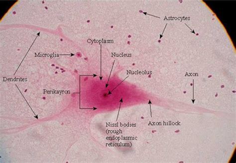 neuro histology cell biology cell types  brain spinal cord
