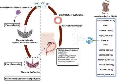 Frontiers Focusing On The Role Of Secretin Adhesion Class B G