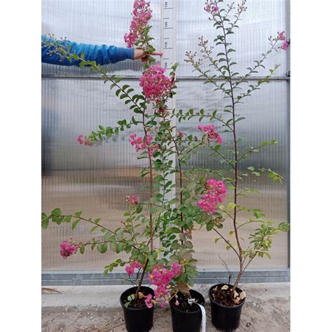 Lagerstroemia indyjska kwitnie 120 dni duże sadzonki 100 cm