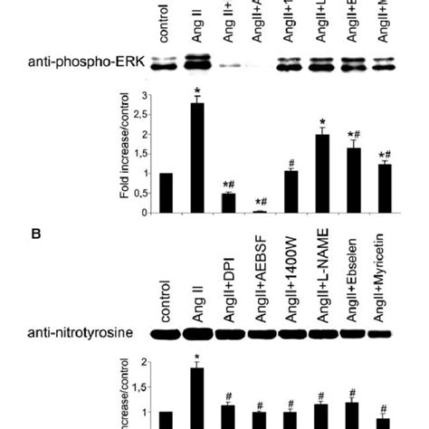 The MEK Inhibitor U0126 Completely Abolishes ERK1 2 Phosphorylation But