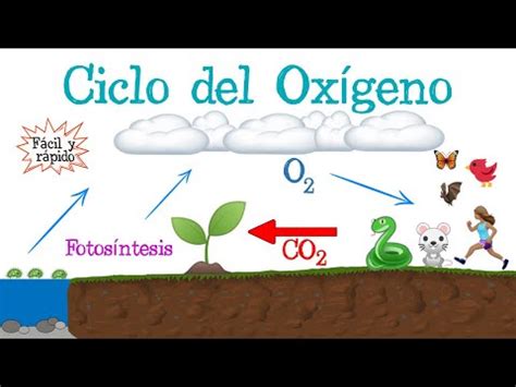 El Papel Crucial Del Ox Geno En La Respiraci N El Elemento Qu Mico