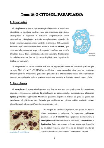 Bio Cel Tema 16 O Citosol Paraplasma Pdf