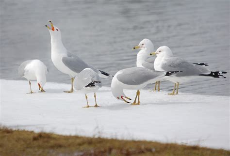 Seagull Group By Moril