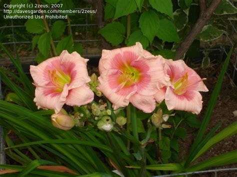 Plantfiles Pictures Daylily Janice Brown Hemerocallis By Tbgdn