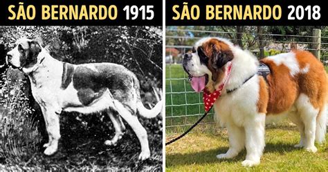 Convrgencia Adaptativa Das Raças De Cachorro - Como as raças de cachorros foram mudando com o passar do tempo