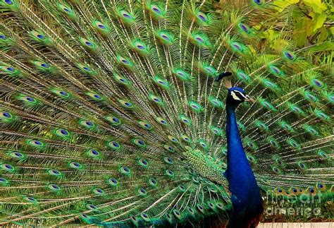 Peacock Majesty Photograph By Browne And Huettner Fine Art Fine Art America