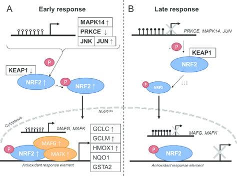 Schematic Overview Of Nrf Activation To Induce Phase Ii Response Genes