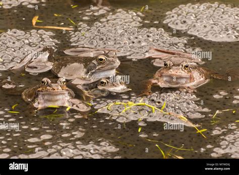 Common Frogs Rana Temporaria In A Breeding Pond In Surrey Uk With