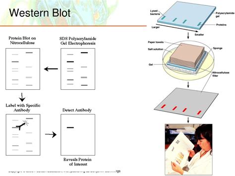 Ppt Classification Of Microorganisms Powerpoint Presentation Free