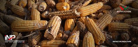 Combating Aflatoxin Contamination In Crops To Ensure Food Security In